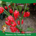 Suntoday cultivation of agricultue sichuan pickled jalapeno F1hot pepper chilli hebanero seeds hybrid vegetable(22021)